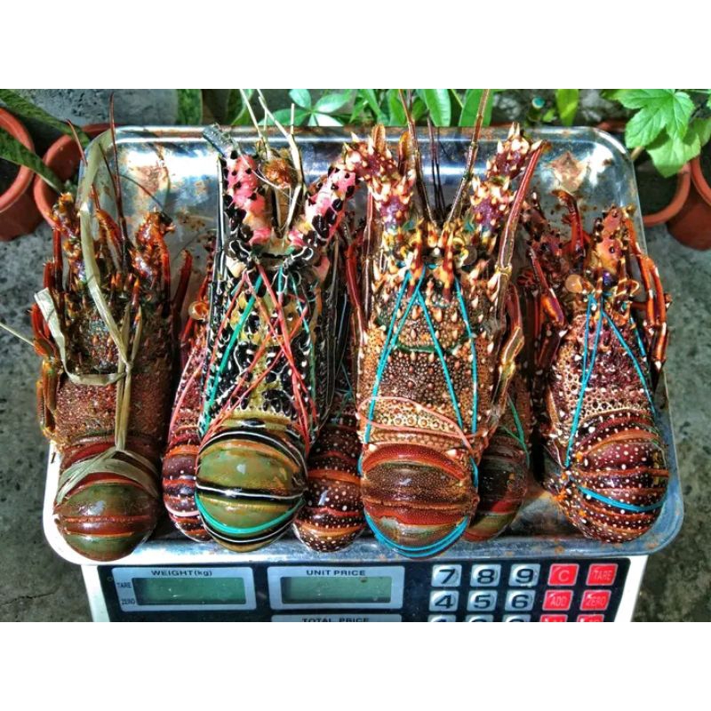 

UDANG LOBSTER JUMBO ISI 3-6 EKOR Frseh Dan Bergaransi