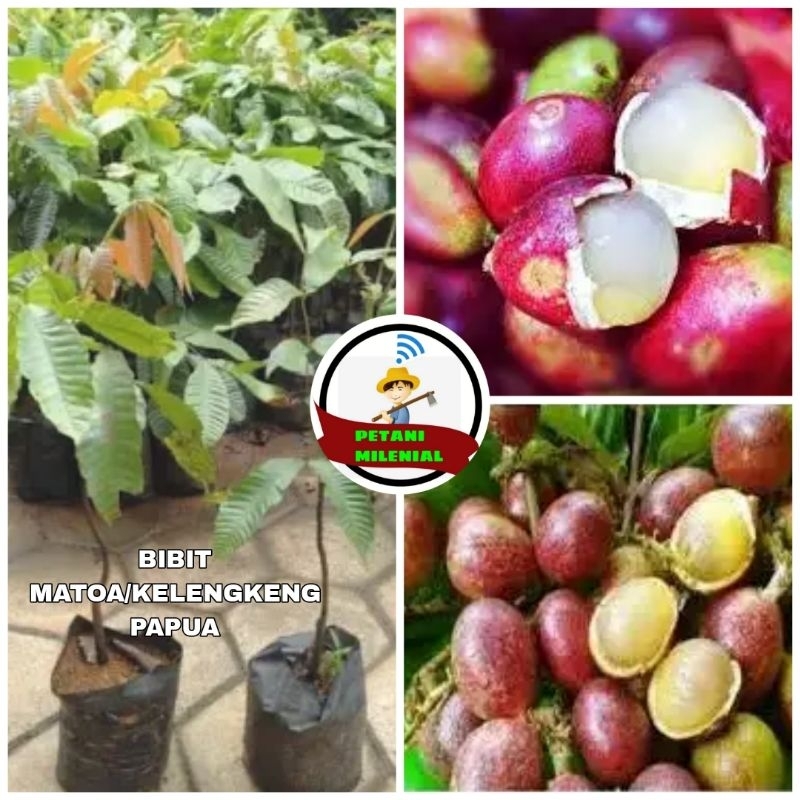 

BIBIT MATOA SUPER/ KELENGKENG PAPUA