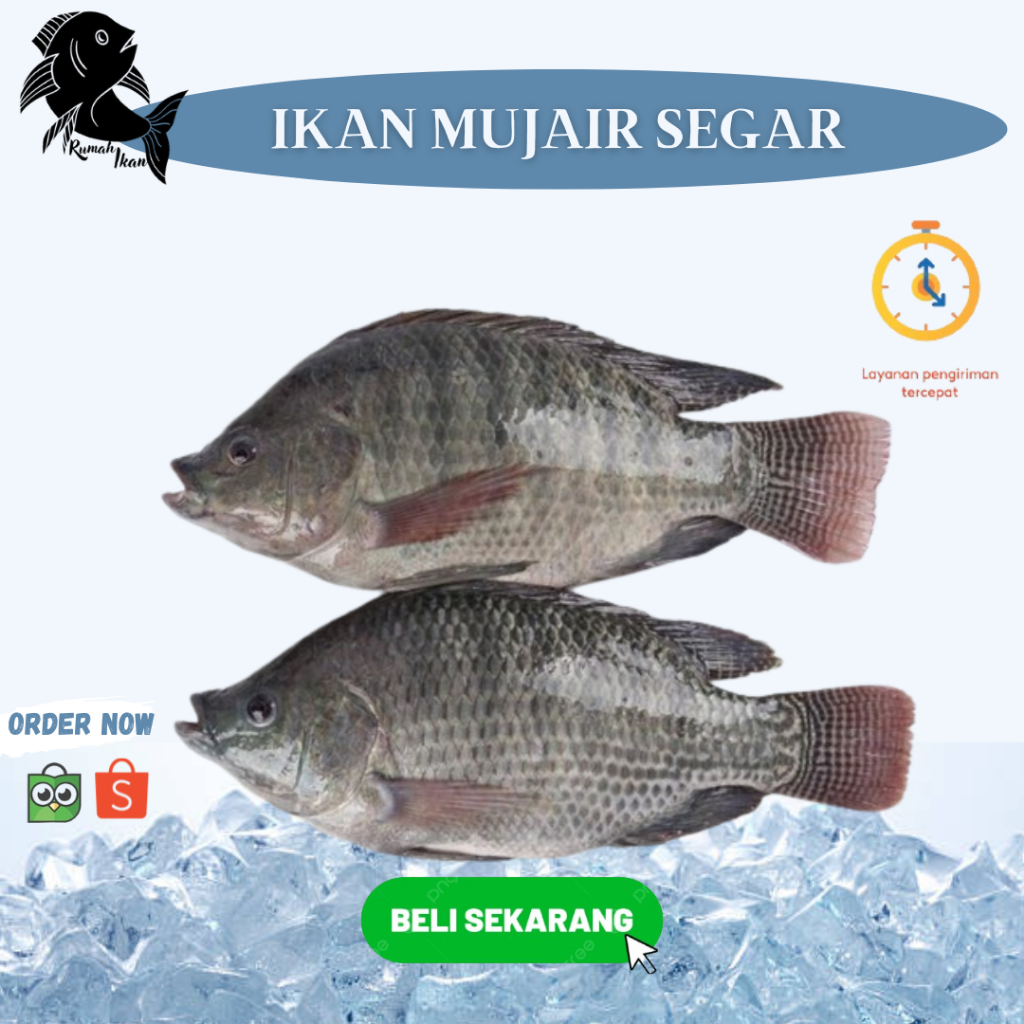 

Ready Ikan Mujair Premium Segar 1Kg