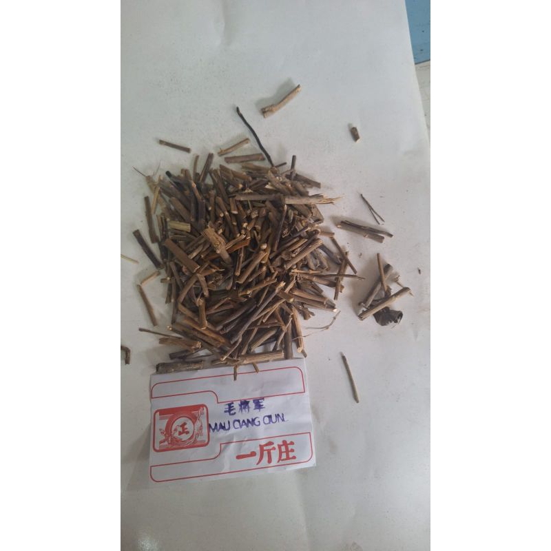 

10 G 50 GR 100 GRAM 毛将军 MAO JIANG JUN EVOLVNLUS ALSINOIDES