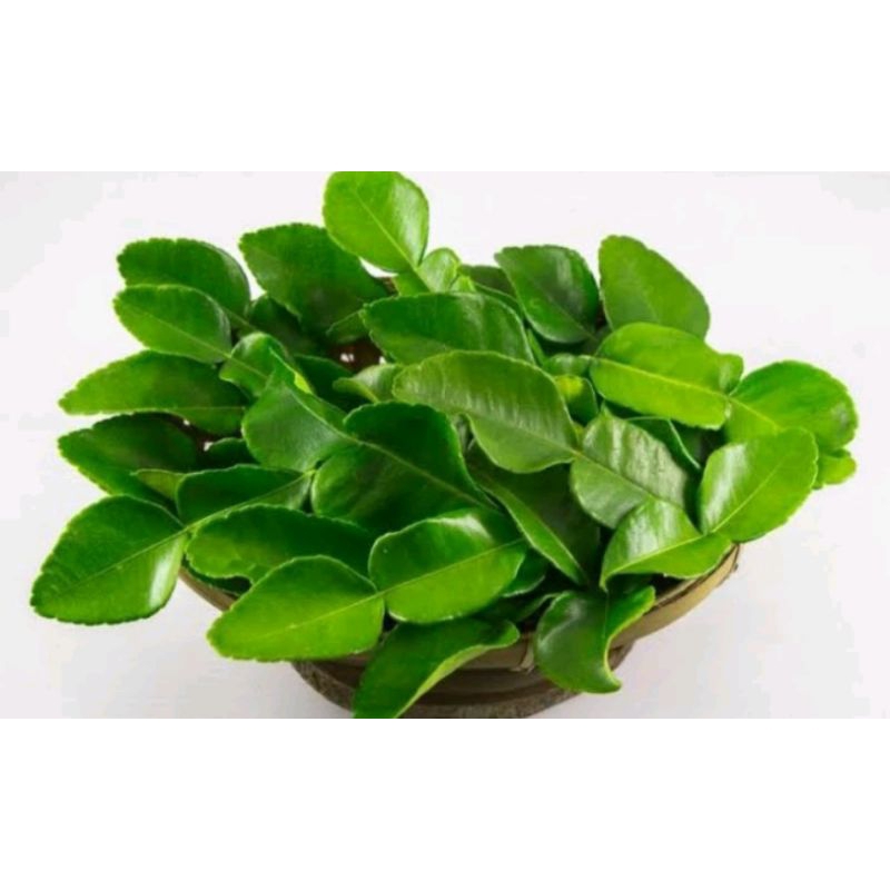 

DAUN JERUK/MASAK (per kemasan)