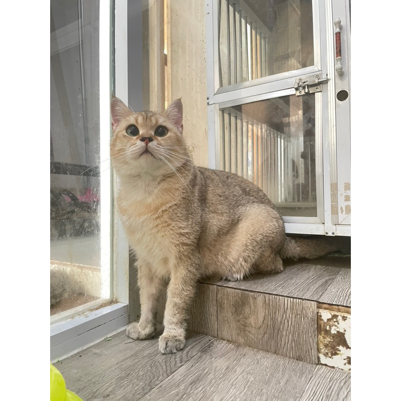 kucing scotish fold / kucing british short hair / kucing bsh /kucing british shorthair