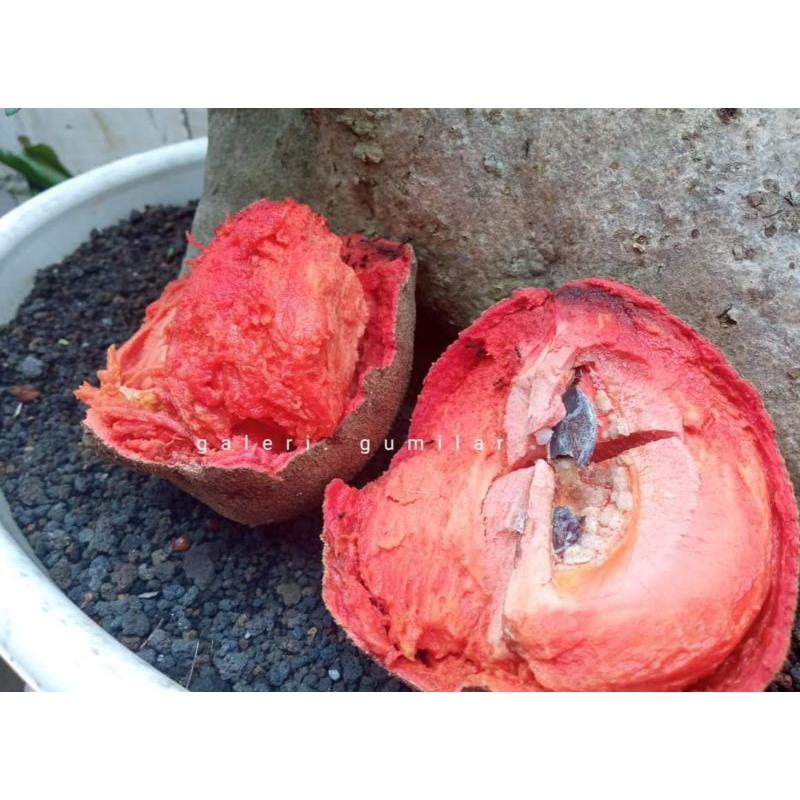 mamey sapote no name tanpa biji