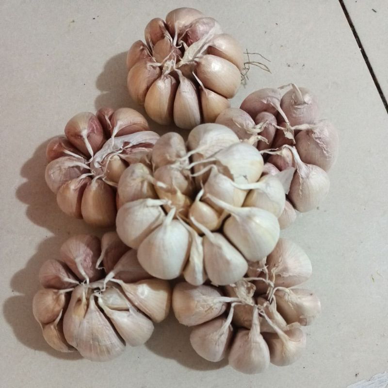

Bawang Putih
