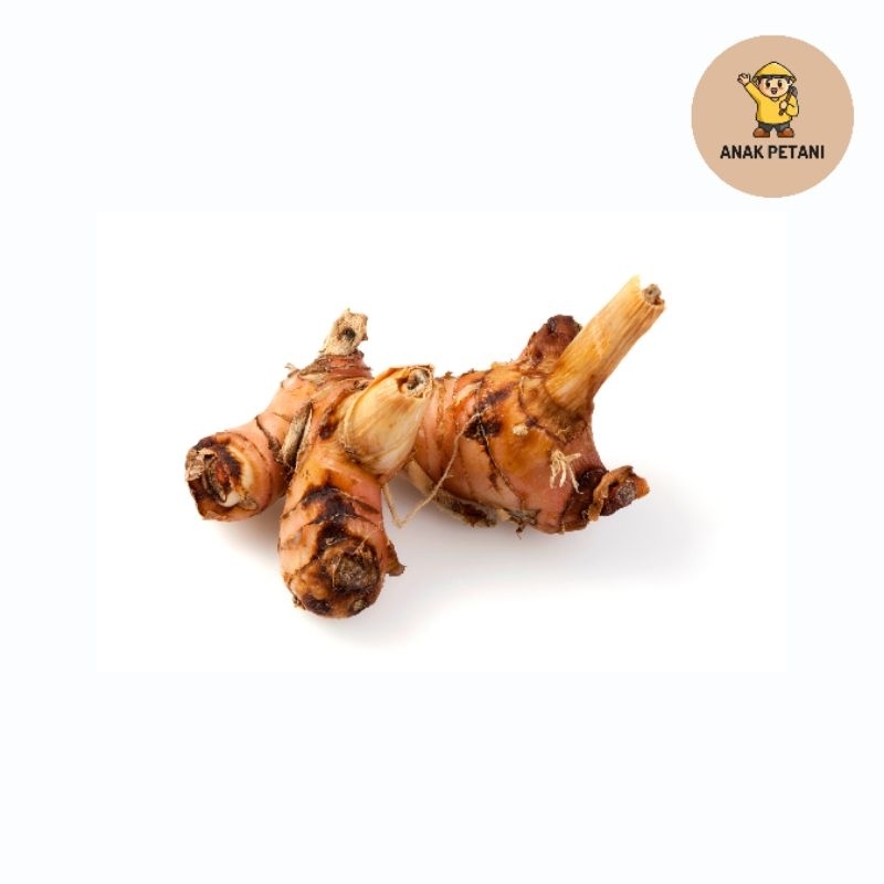 

Lengkuas / Laos 100gr - Bumbu