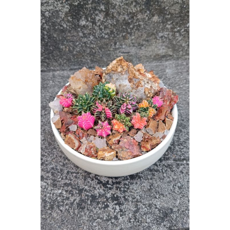 Kaktus gymno miha var