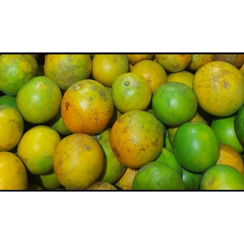 

JERUK BABY JAVA MALANG MANIS 500 GR