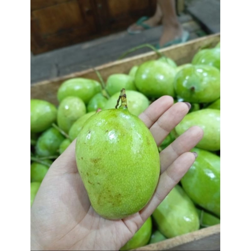

MANGGA MUDA BELAH BIJI FRESH PETIK DARI POHON 1 KG