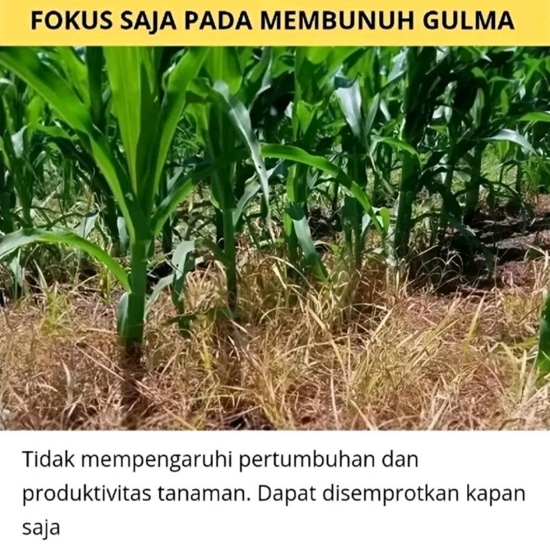 KILLGRAS HERBISIDA BUBUK PEMBUNUH RUMPUT BELI 1 GRATIS 1