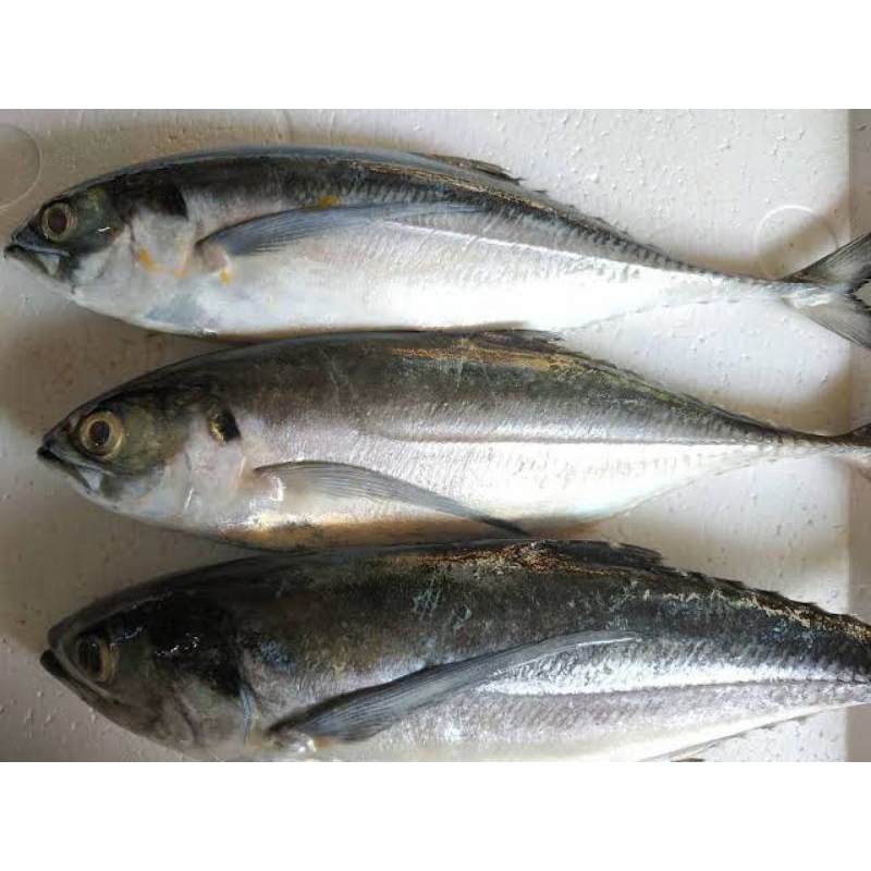 

Ikan Tegang Ekor / Ikan Caru Segar