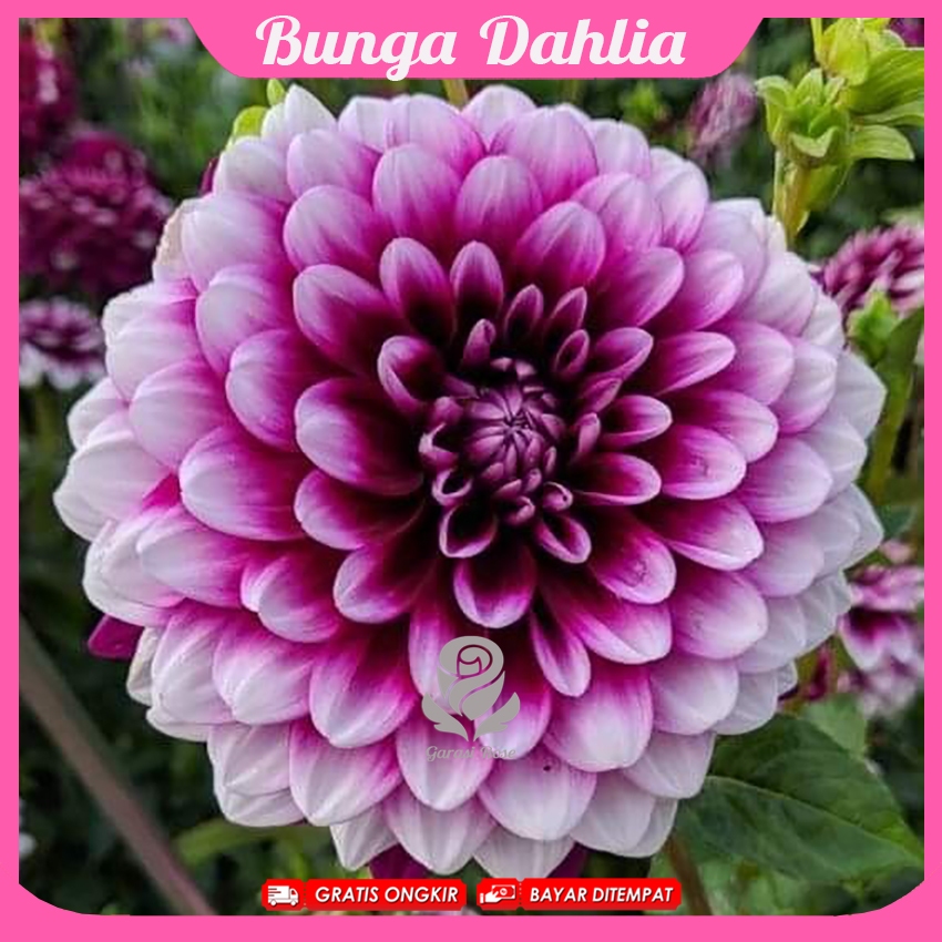 Umbi Bunga Dahlia Warna Lengkap