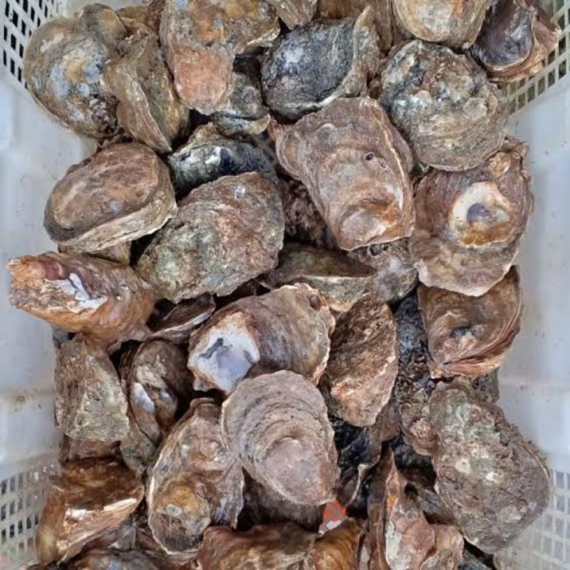 

Kerang Tiram Oyster Fresh - 3 Kilogram