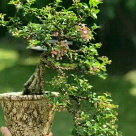 bunga sakura mikro / bonsai sakura mikro mini / stek batang sakura mikro