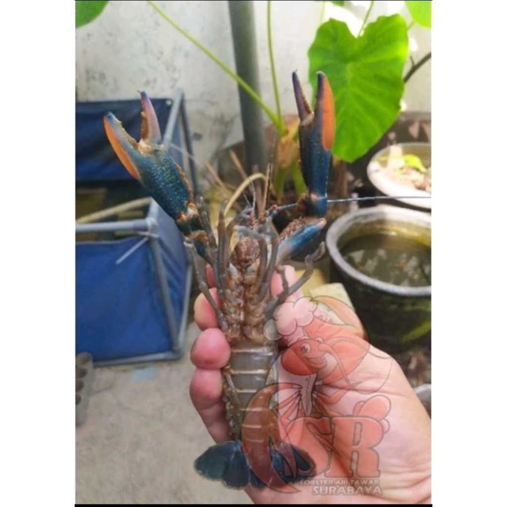 Lobster Air Tawar Paket Pasangan Betina Jantan