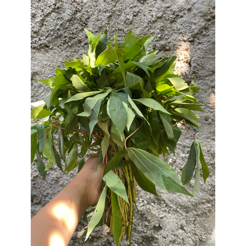 

KIRIM INSTAN DAUN SINGKONG