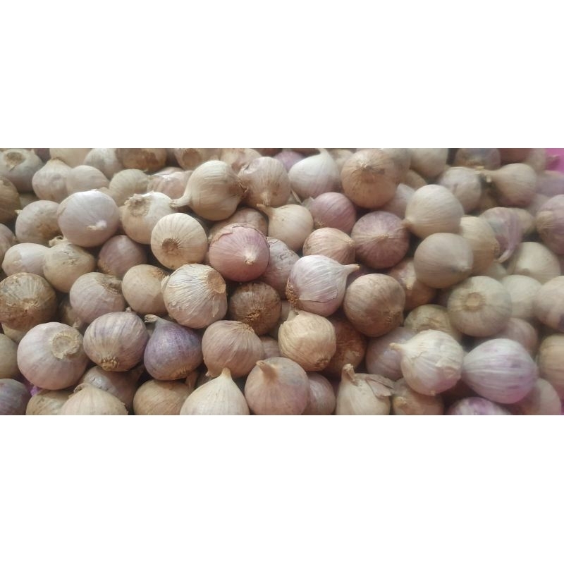 

Bawang Putih Tunggal Lanang