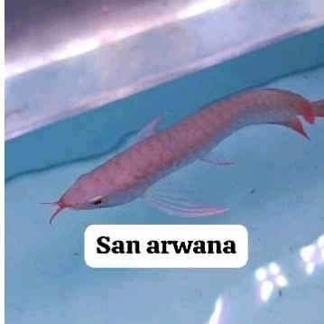 arowana super red itl unik SSB short body