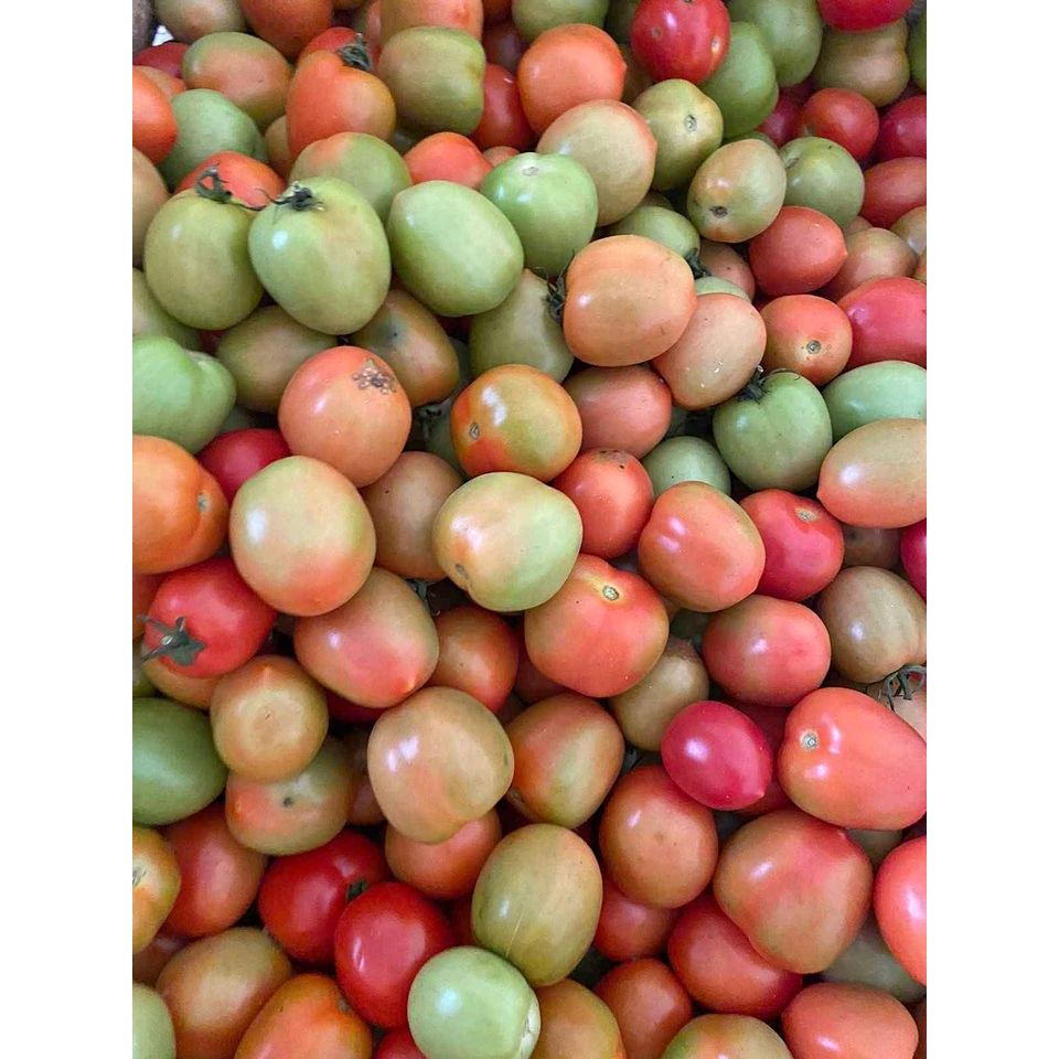 

Tomat Fresh 500gr