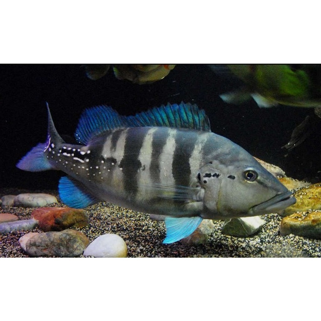 Hiasan Aquarium Pbass Blue Azul (baca Deskripsi)