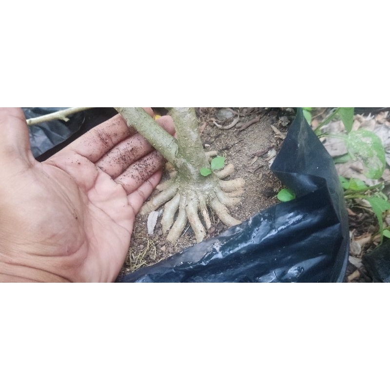 BAHAN ANTING PUTRI PROGRAM AKAR