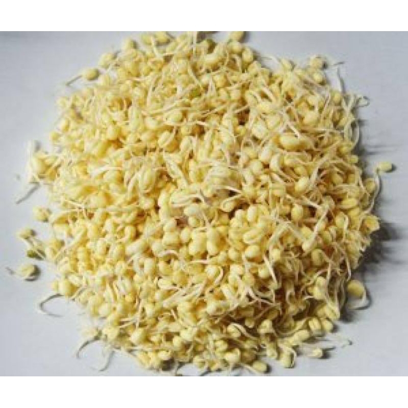 

Kecambah Segar - 100 Gram