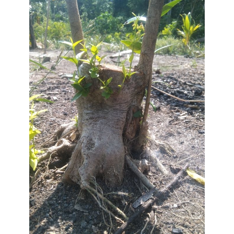 Bahan Bonsai Anting Putri, Bonggol Besar