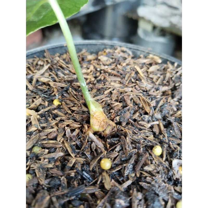 anthurium pteroductyl varigata ( Hybrid ) ori bijian pteroductyl varigata ( bonggol sudah ada 2 calo