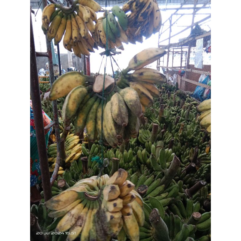 

Pisang kepok 1 sisir yang sedang