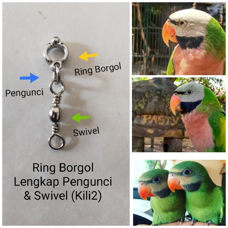 Ring Borgol Burung Betet Lengkap Swivel