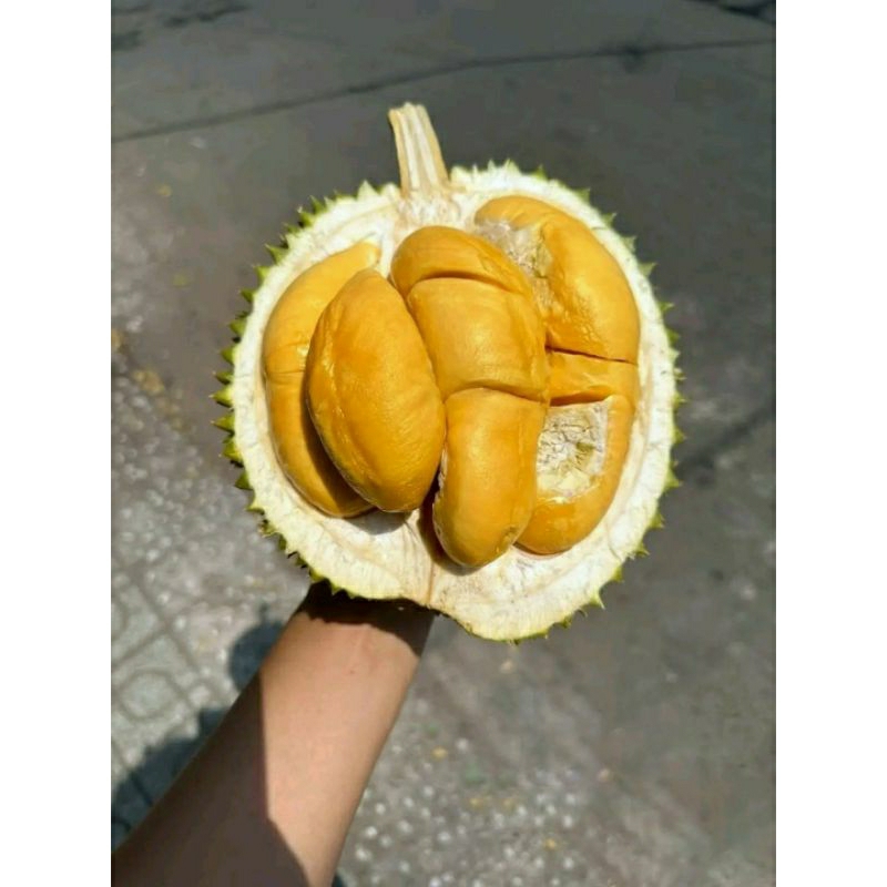 

Durian Duri Hitam - Ochee - Blackthorn D200 Premium Perbuah Utuh Matang Jatuhan Pohon Bergaransi