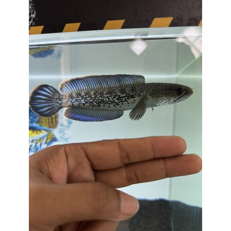 stewarti 15-16 cm bahan kontes