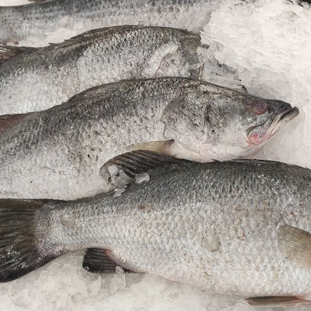 

Ikan Kakap Putih Segar 1kg / Ikan Kakap Segar Frozen