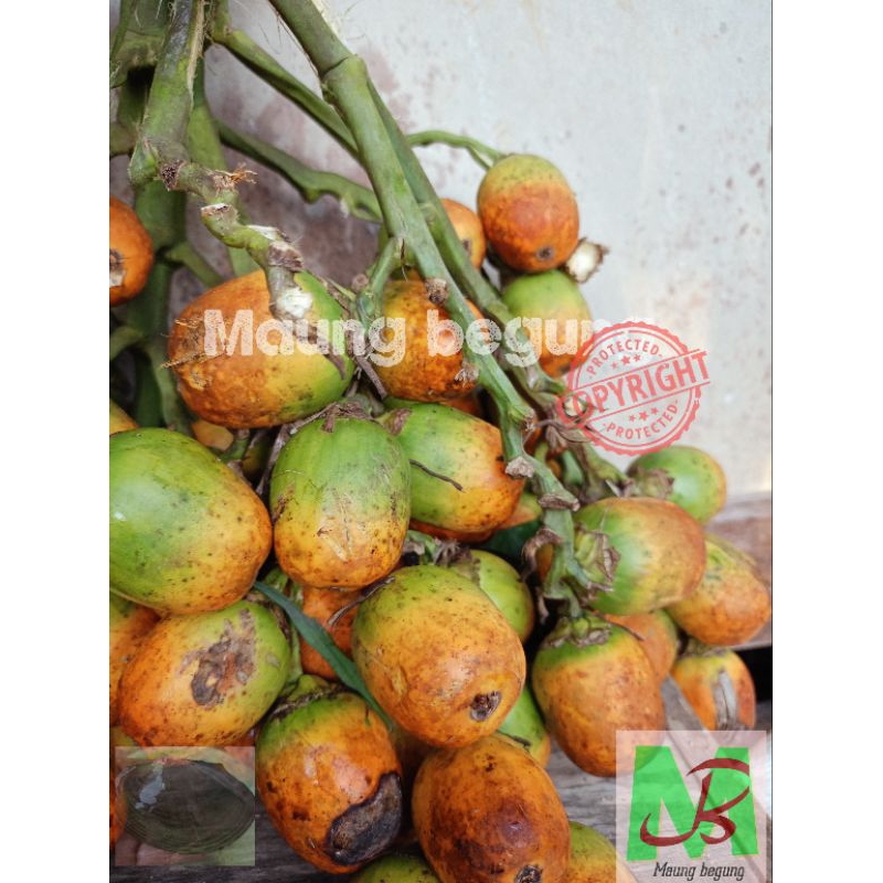 

Pinang tua matang di pohon Setengah kilo