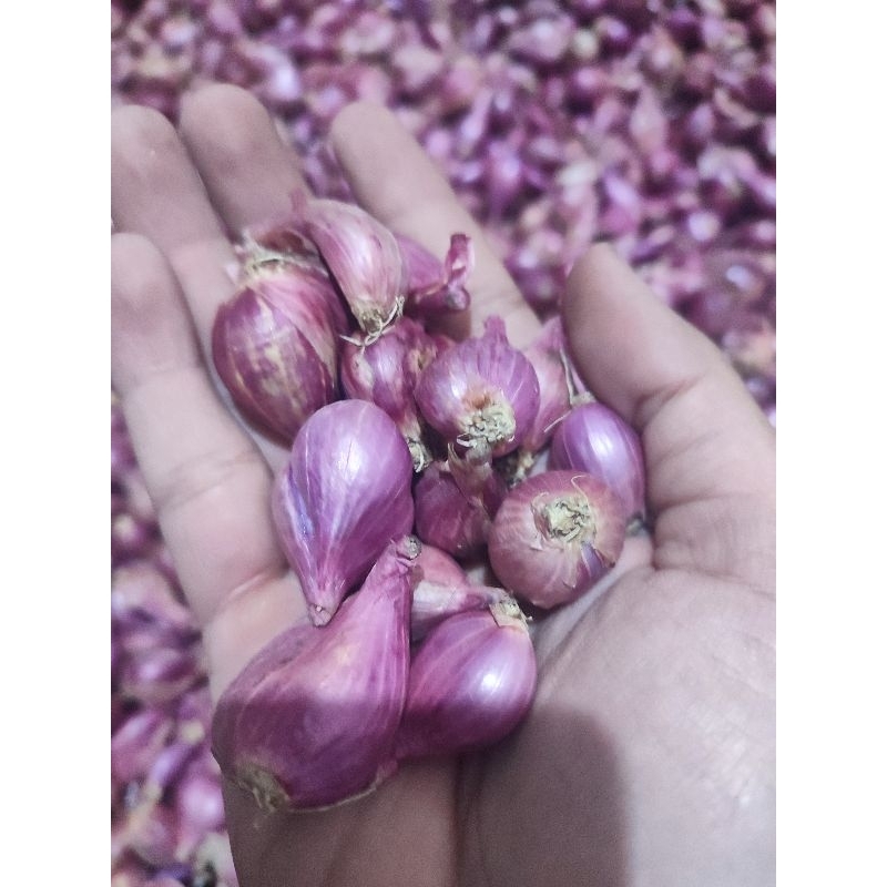 

Bawang Merah Asli Nganjuk (ukurang sedang)
