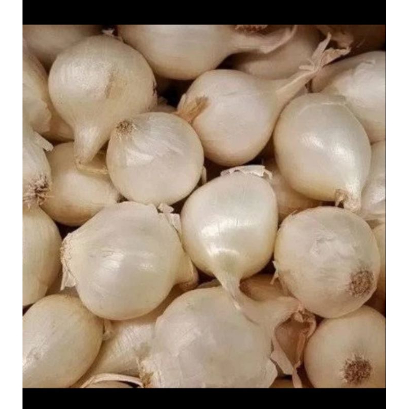 

Bawang Tunggal - 250 Gram
