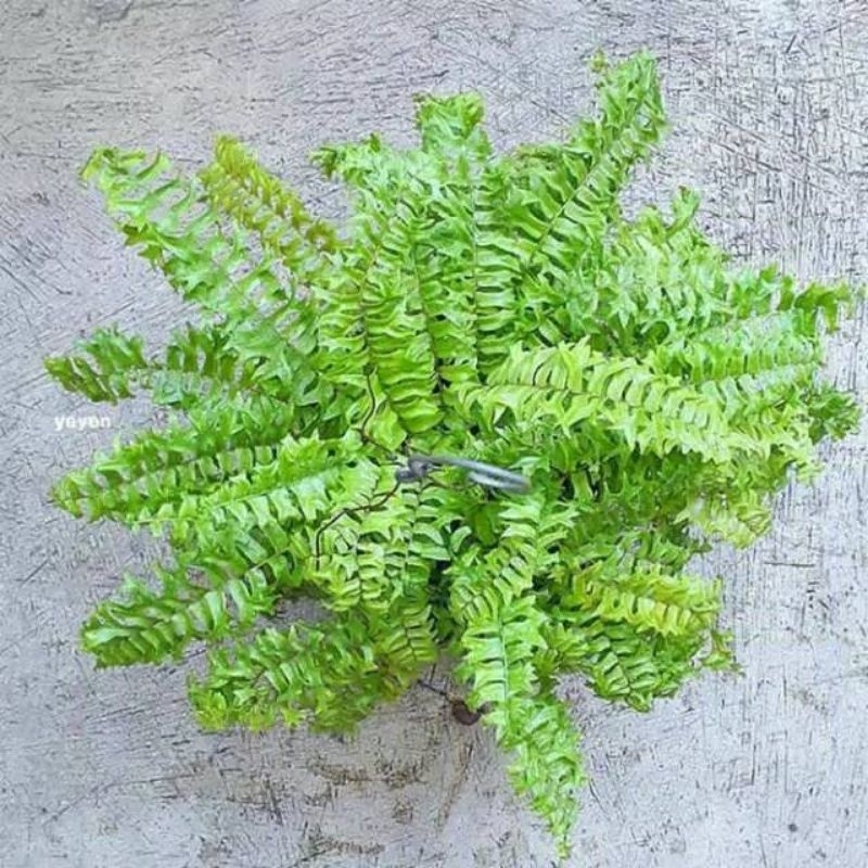 pohon pakis Boston pakis boston tanaman pakis boston