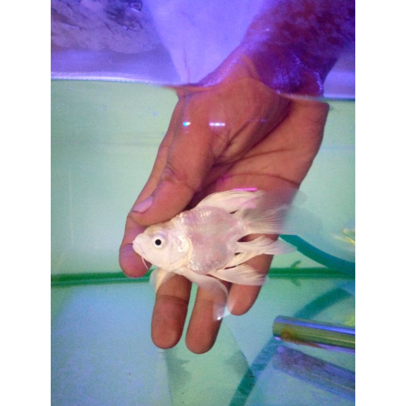 koi butterfly/koi import/ikan air tawar