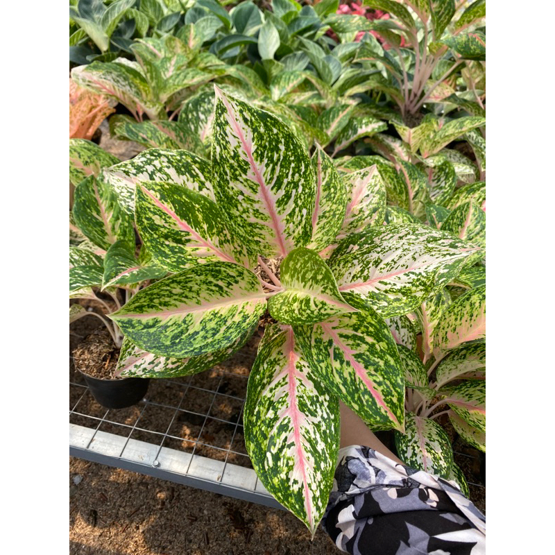Aglaonema Grace Pink