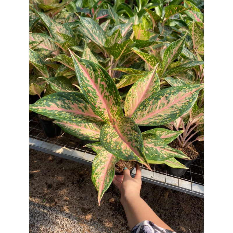 Aglaonema silver bell