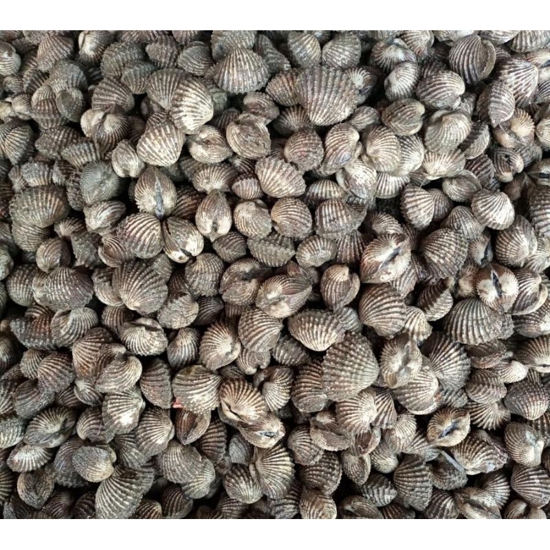 

Kerang Dara Fresh 1 Kg