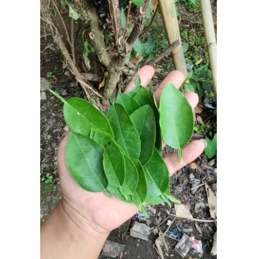 

daun jeruk fresh dan kering 100gr