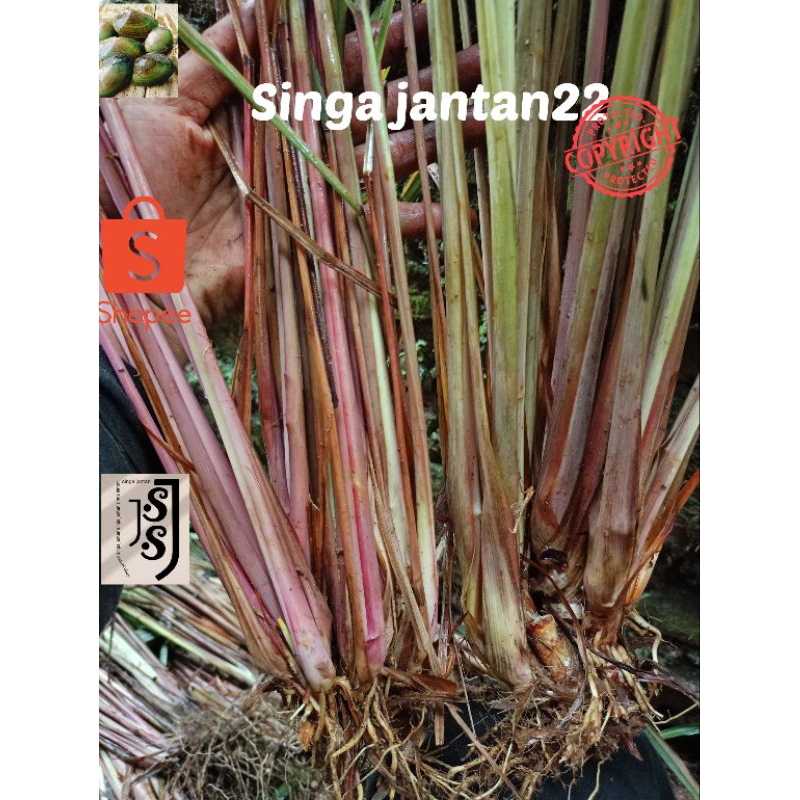 

1 kg Sereh wangi Konsumsi (Bisa untuk bibit) Sereh merah serai