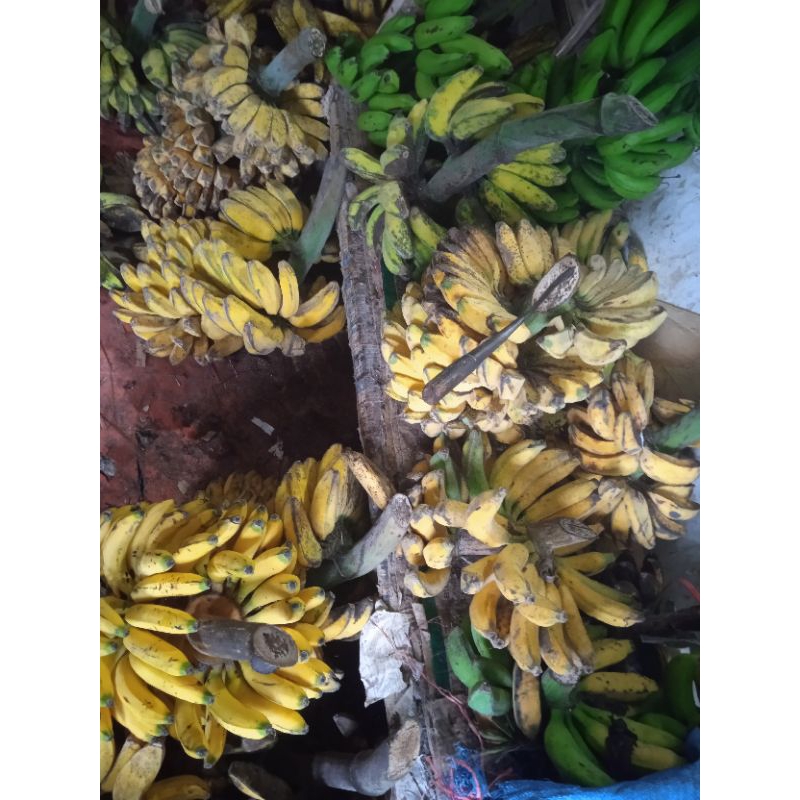 

#PISANG#BERBAGAI JENIS PISANG#PISANG KEPOK#PISANG SUSU#PISANG NANGKA#PISANG TANDUK#PISANG RAJA#