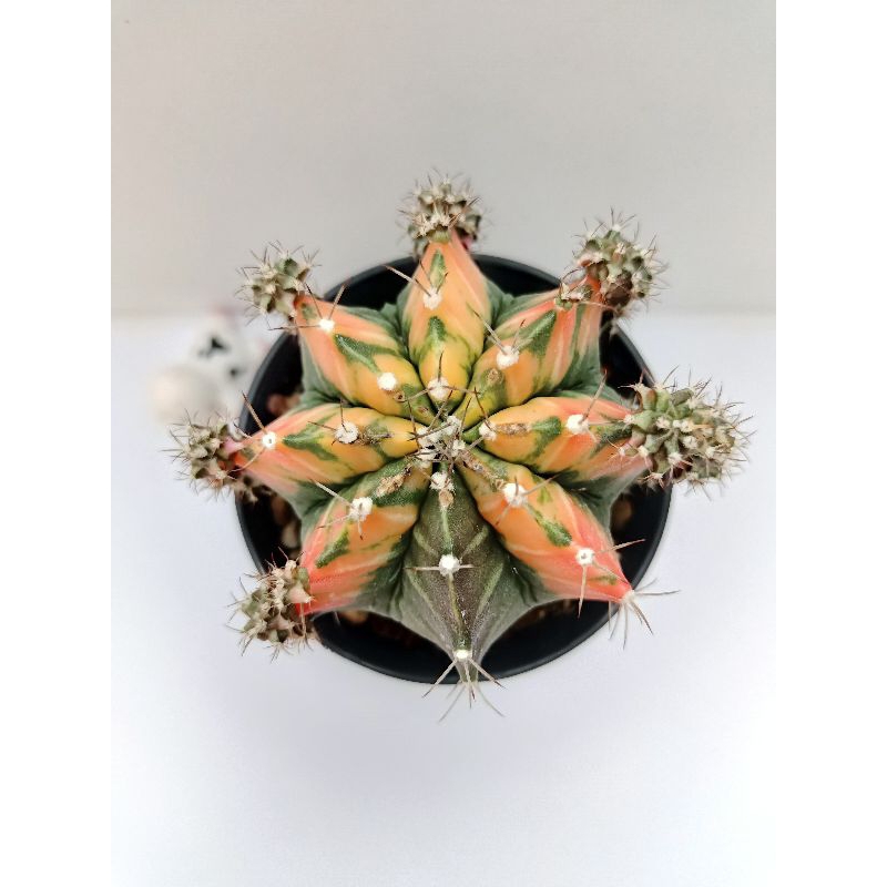Induk Kaktus Var Lava Flow Gymnocalycium Mihanovichii Variegata Gymno Miha