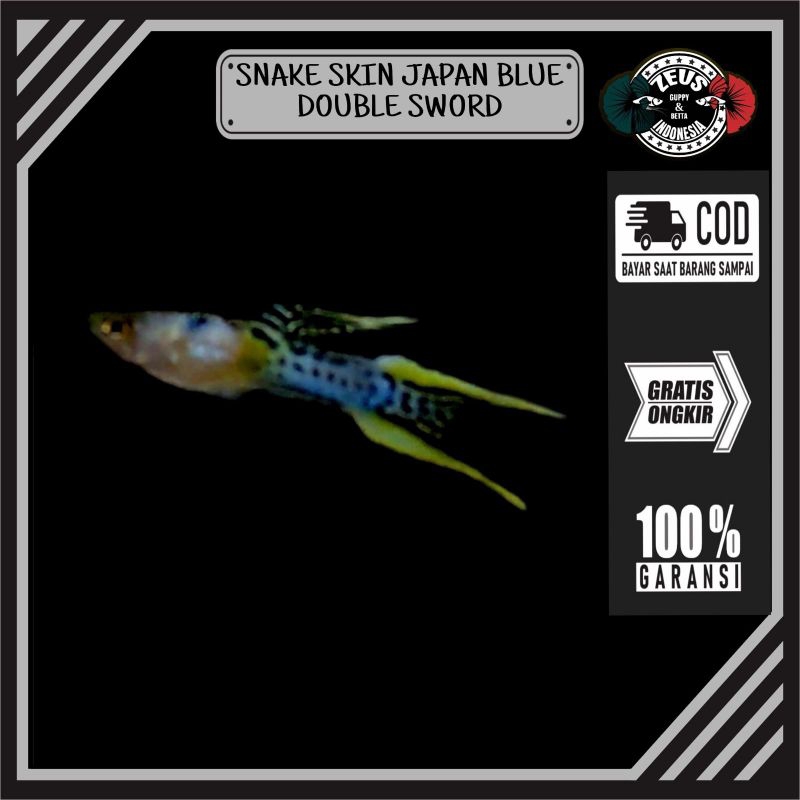 Guppy snake skin Japan blue double sword sepasang hiasan akuarium