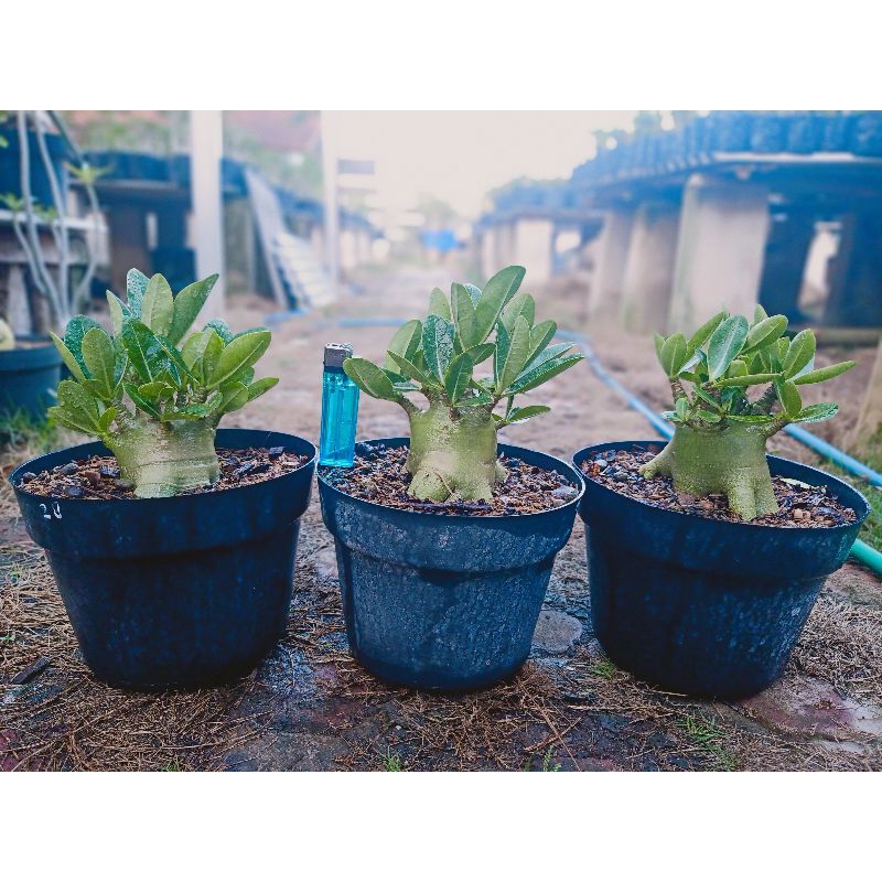 Bibit Adenium WKL x KLT