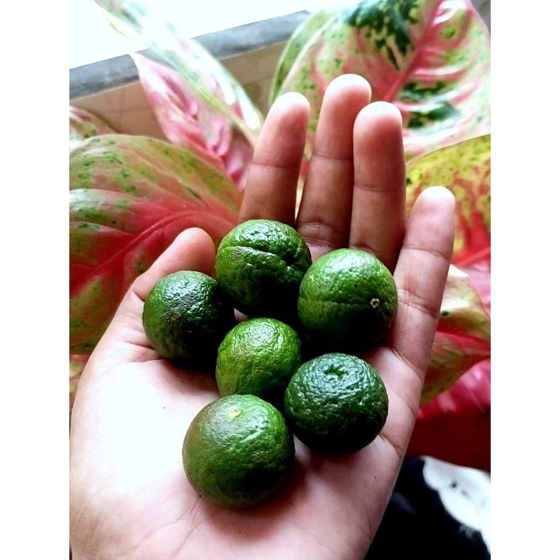 

Jeruk Sambal/ Jeruk Limau/ Jeruk Siomay/ Jeruk Baso Aci/ Jeruk Seblak langsung petik pohonfresh