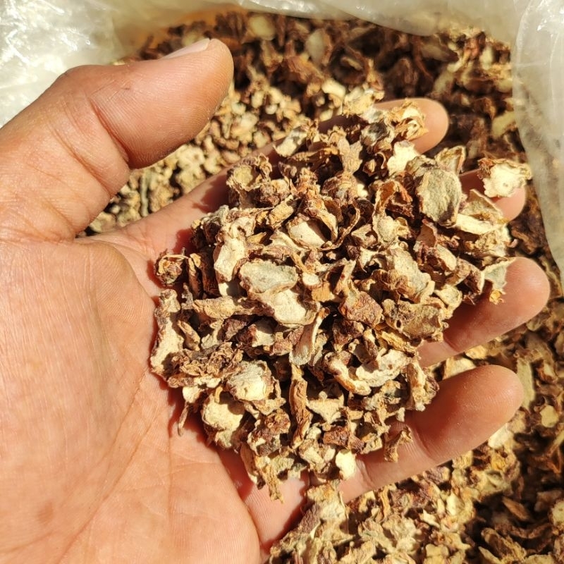 

Kencur Herbal Asli Nusantara - Kencur Herbal Kering Segar