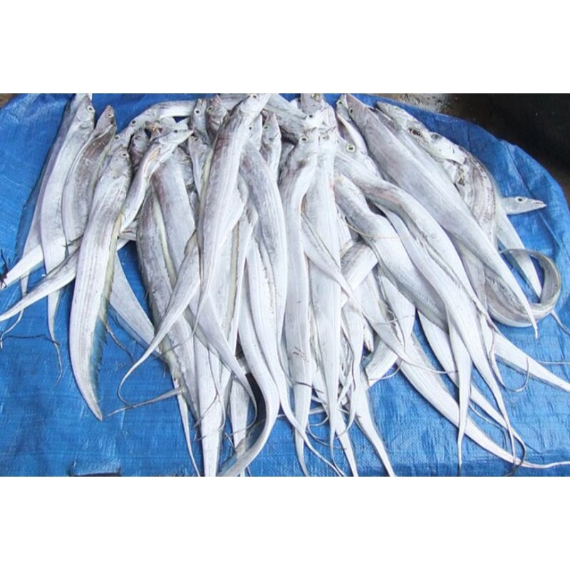 

ikan layur 1 kg