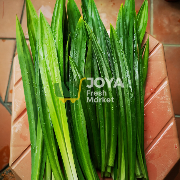 

Joya Fresh - Daun Pandan Wangi Per Ikat